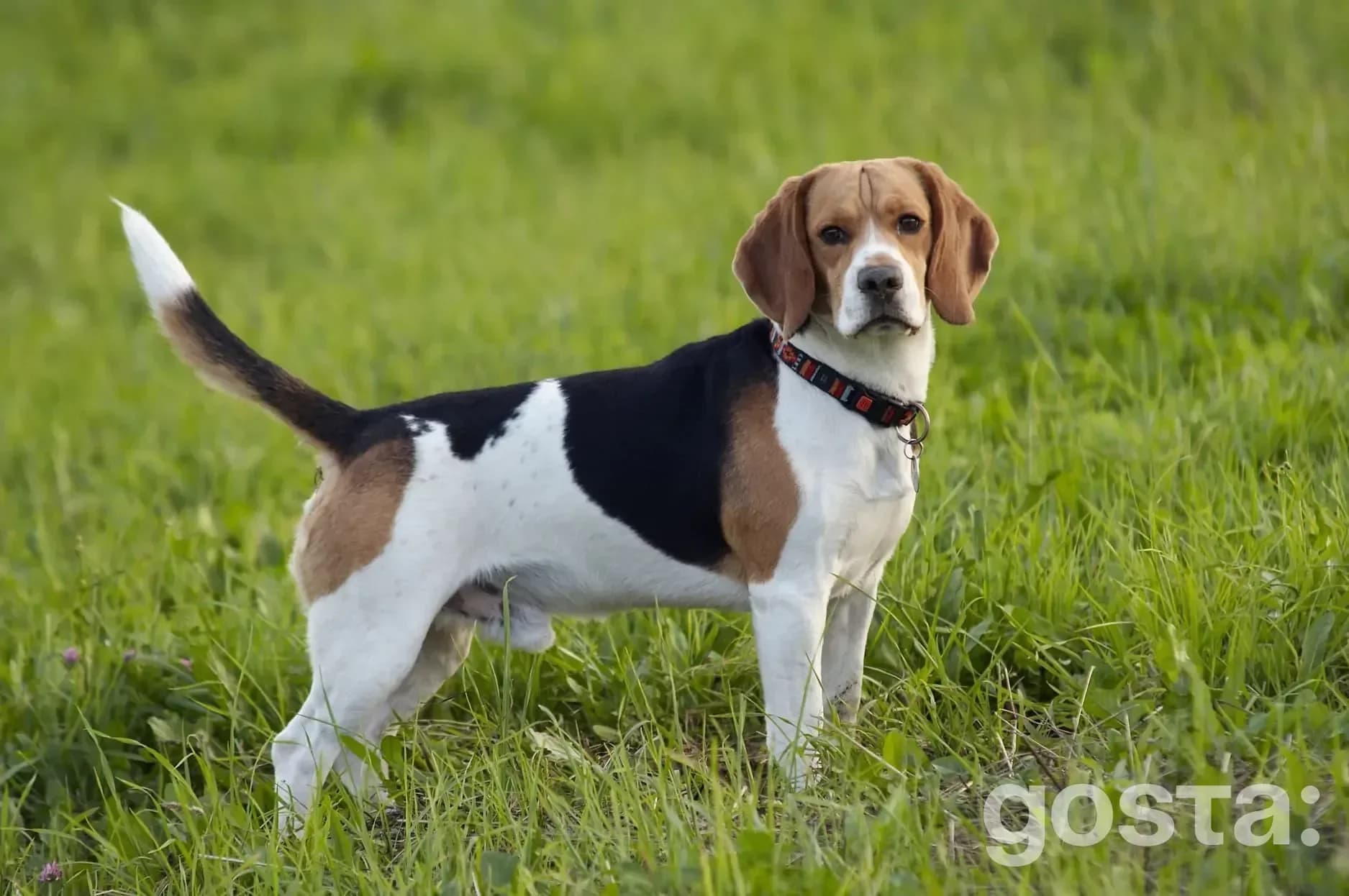 Beagle – breed traits and care