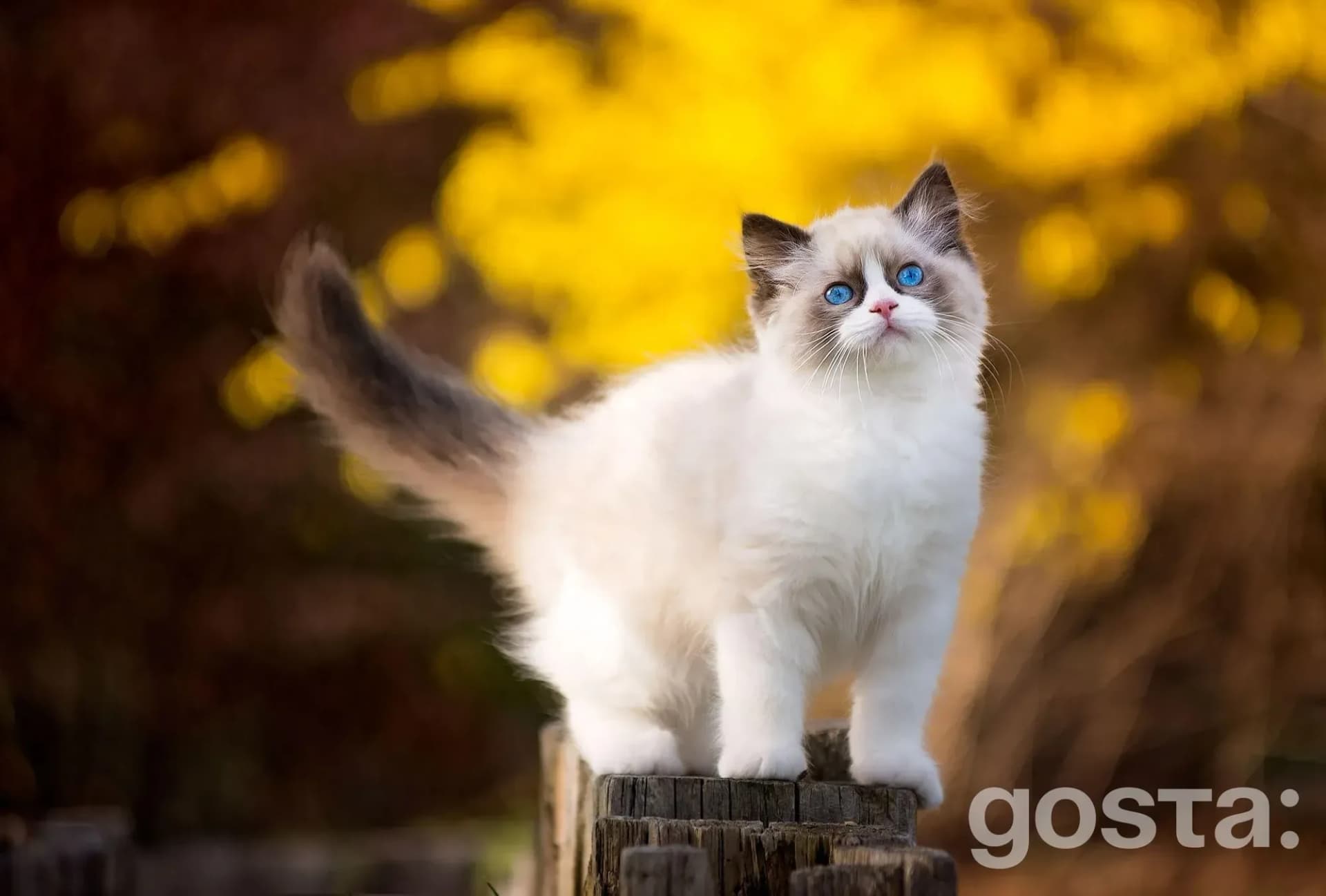 Cat breeds, Ragdoll