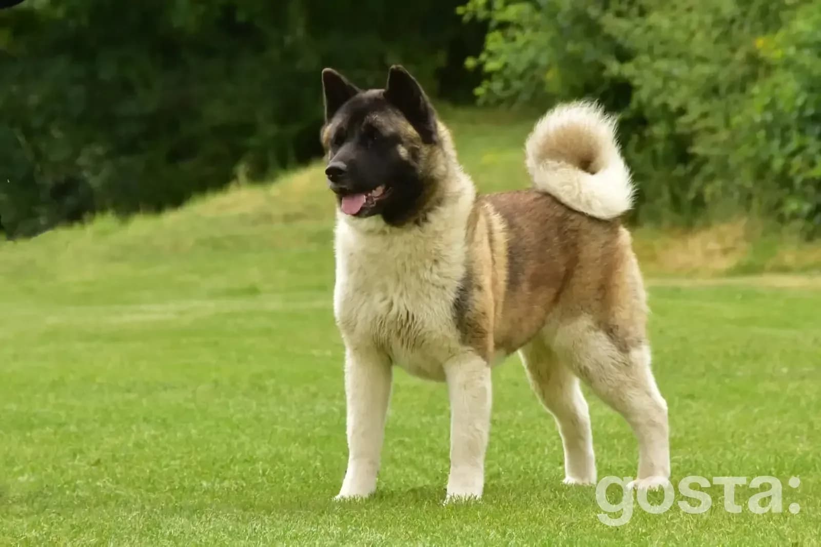 American Akita breed