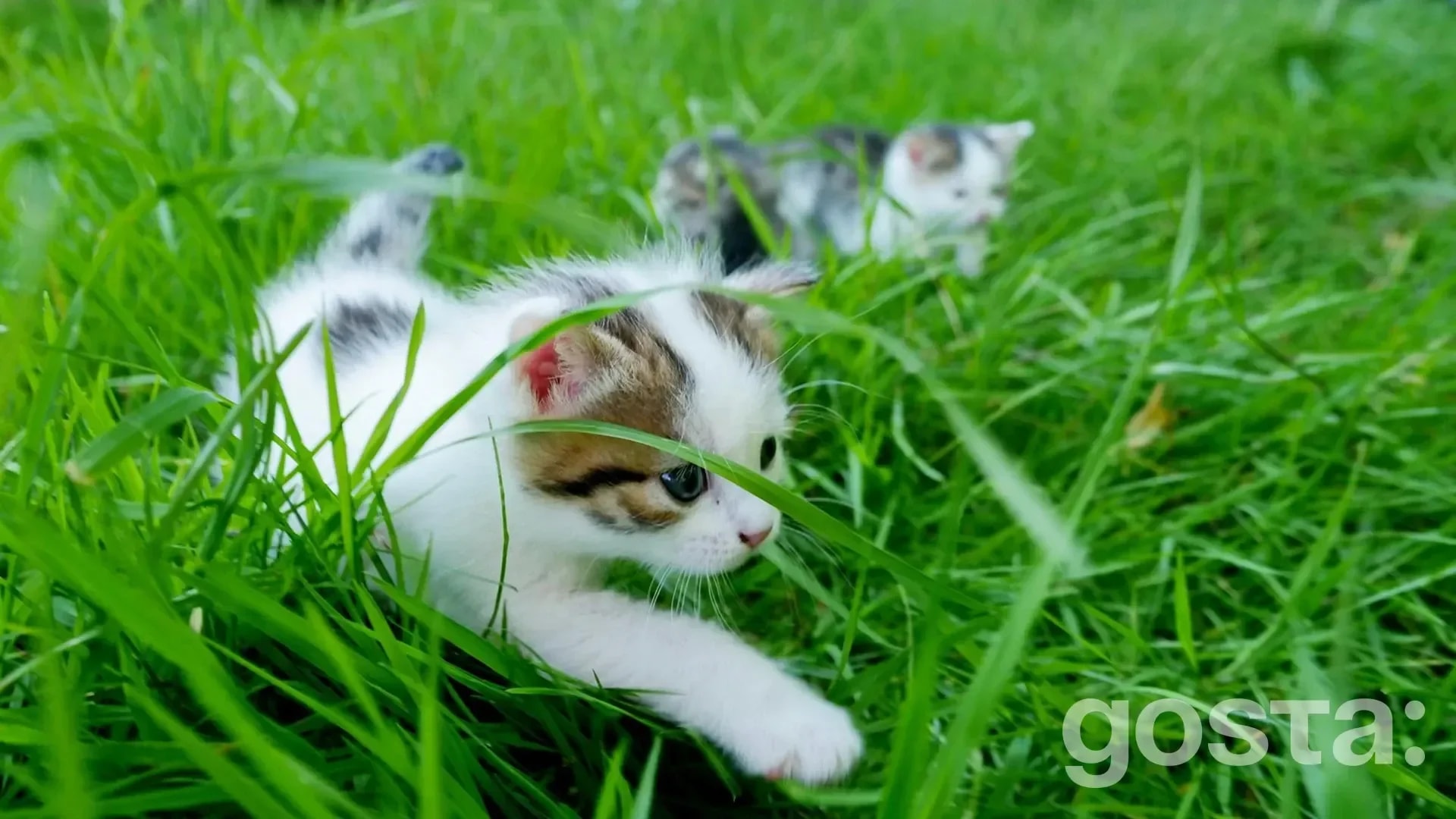 День пастухів котів (Cat Herders Day)