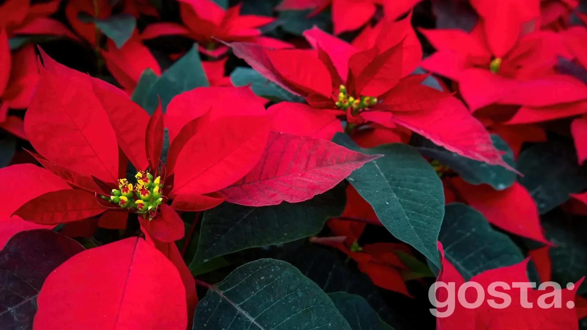 День пуансетії (Poinsettia Day)