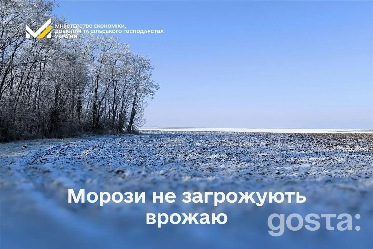 Що з озимими після пікових морозів? Моніторинг, посівні площі та ціни на овочі у 2026