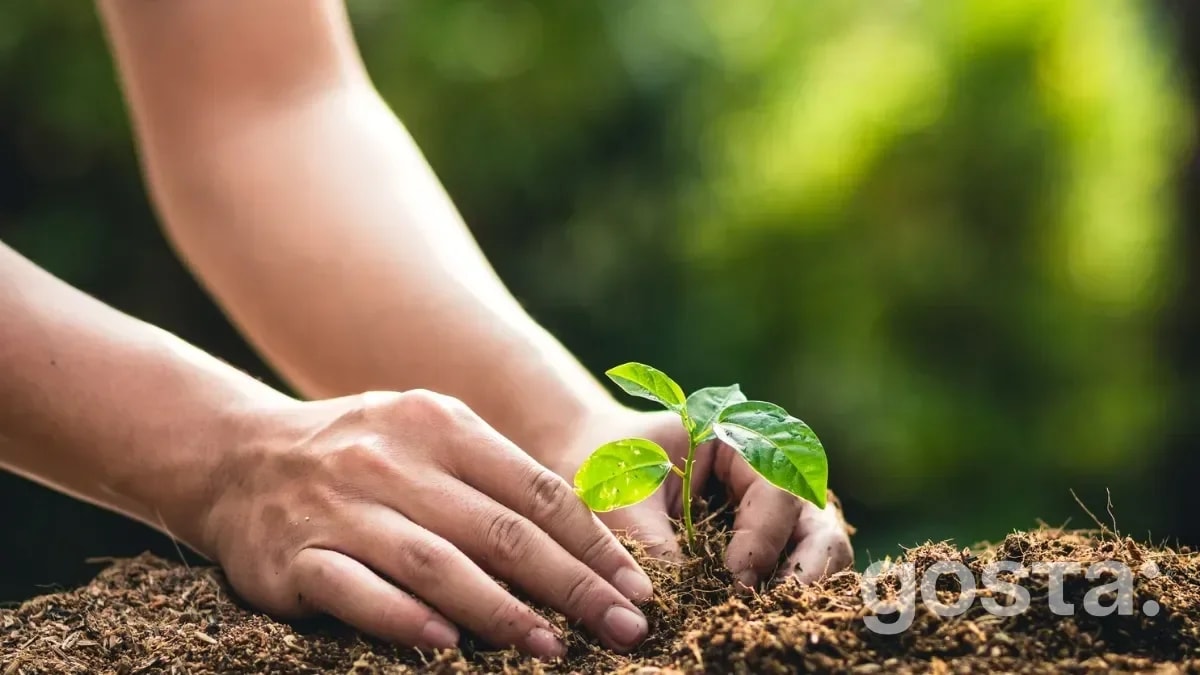 Moon Planting Calendar For May 2025: Best Days To Plant Potatoes, Transplant Seedlings, And More