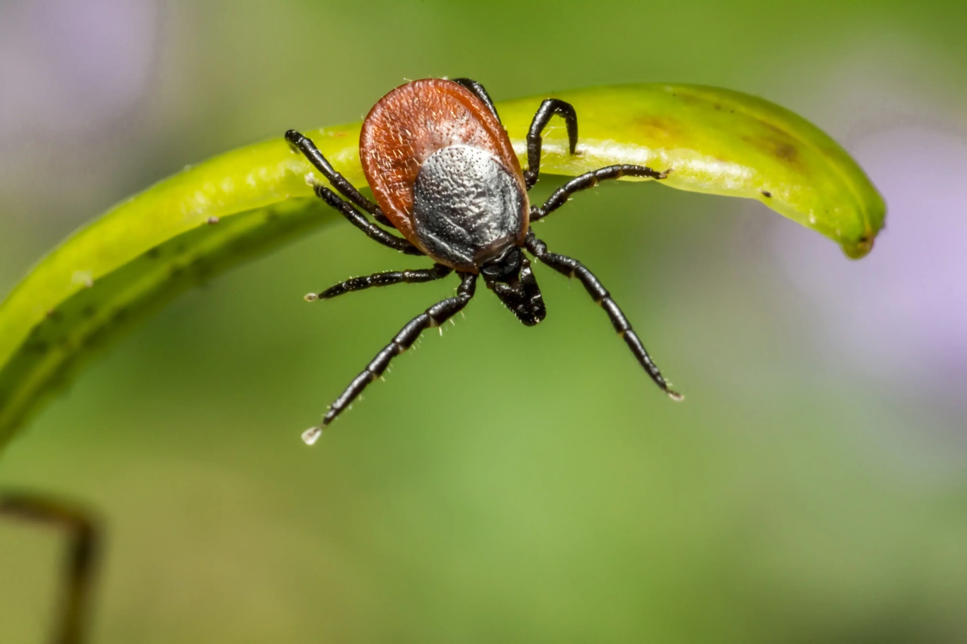 Ticks and Lyme Disease: Symptoms, Prevention, and What to Do After a Tick Bite