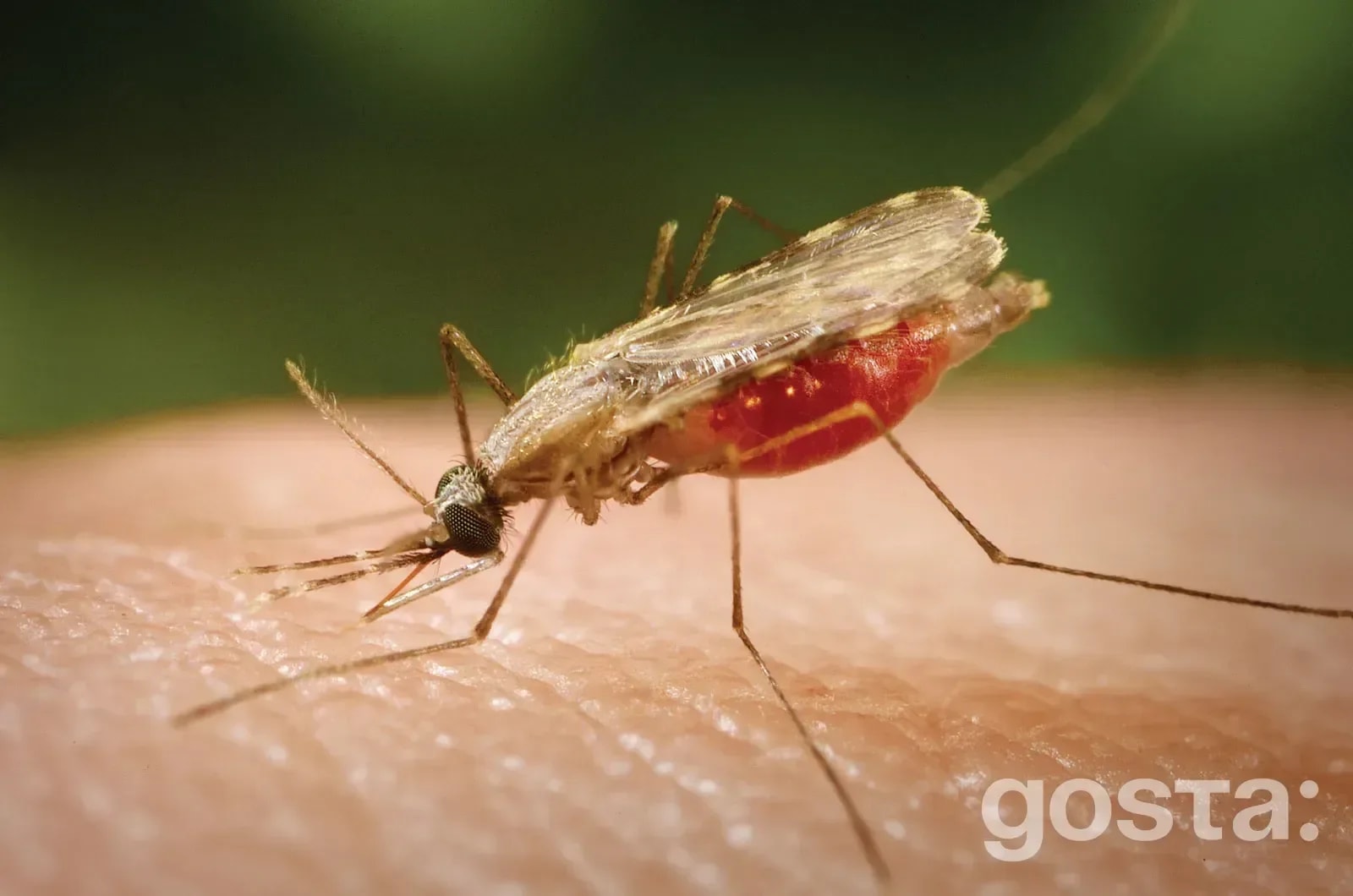 What is malaria
