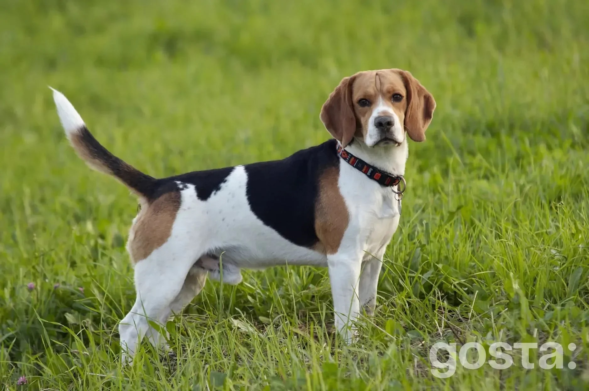 Beagle – breed traits and care