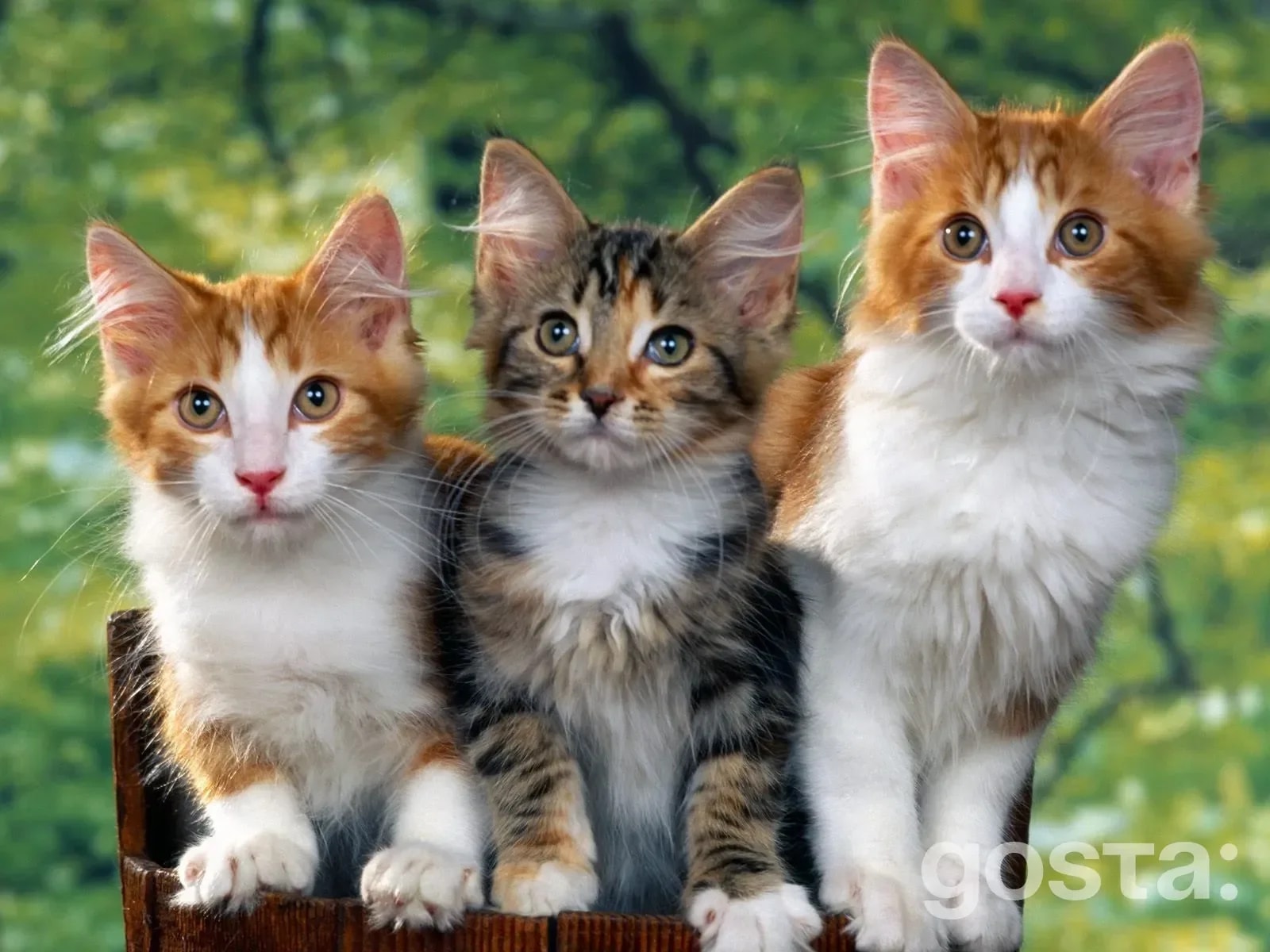 Best cat breeds