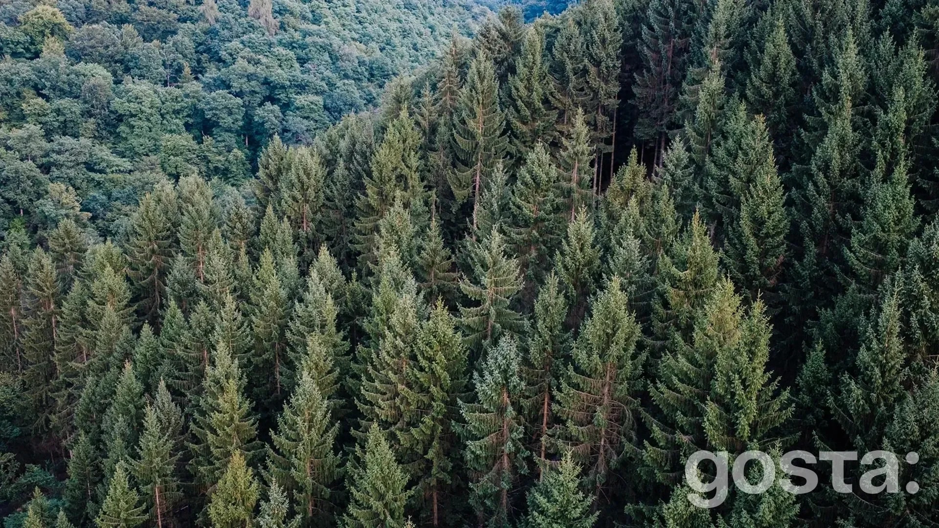 День пошуку вічнозеленого дерева (Look for an Evergreen Day)