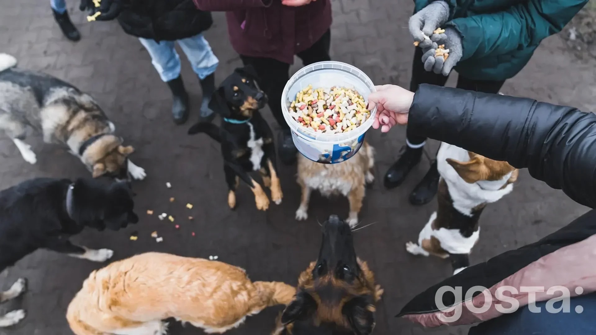 Holiday Food Drive for Needy Animals