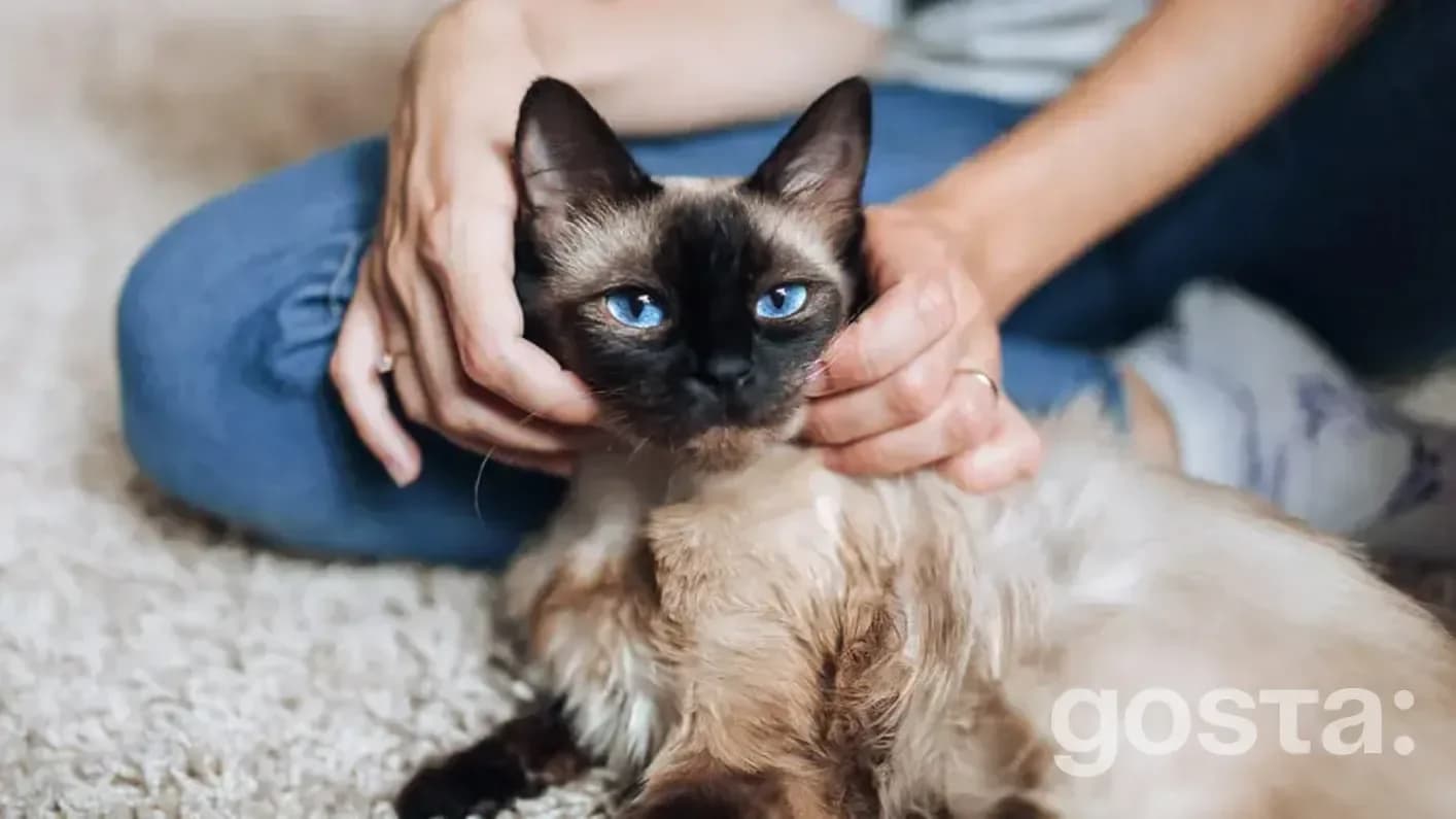 How to care for a Siamese cat?