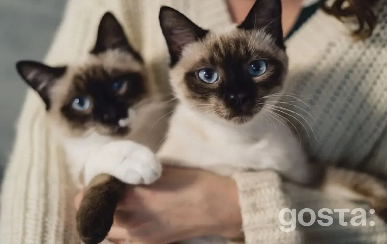 Siamese Cats — All About Personality and Training