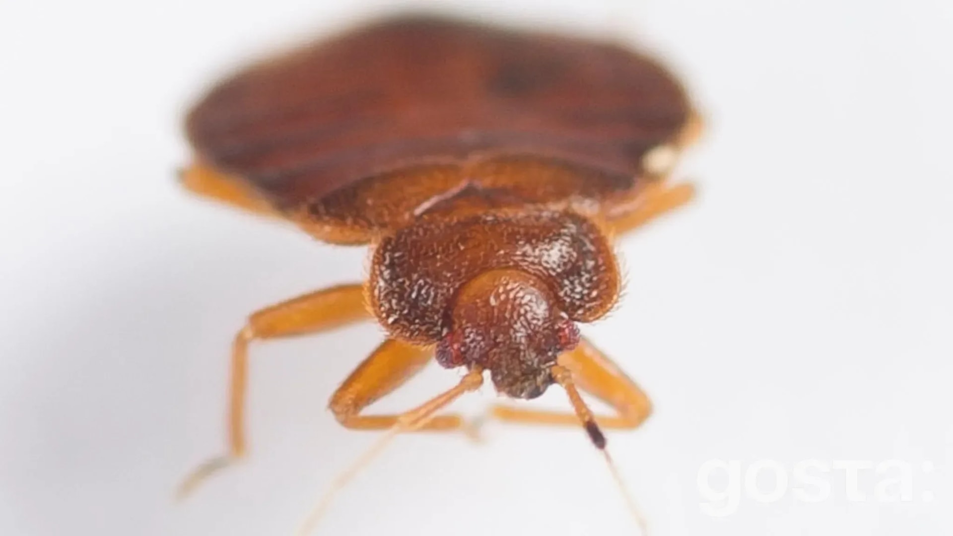Why Bed Bugs Show Up Even in Clean Homes – Are You at Risk?
