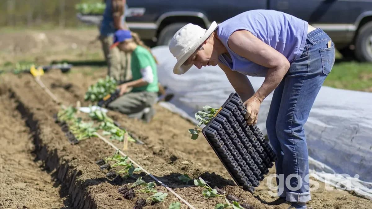 The lunar calendar for gardening for May 2025
