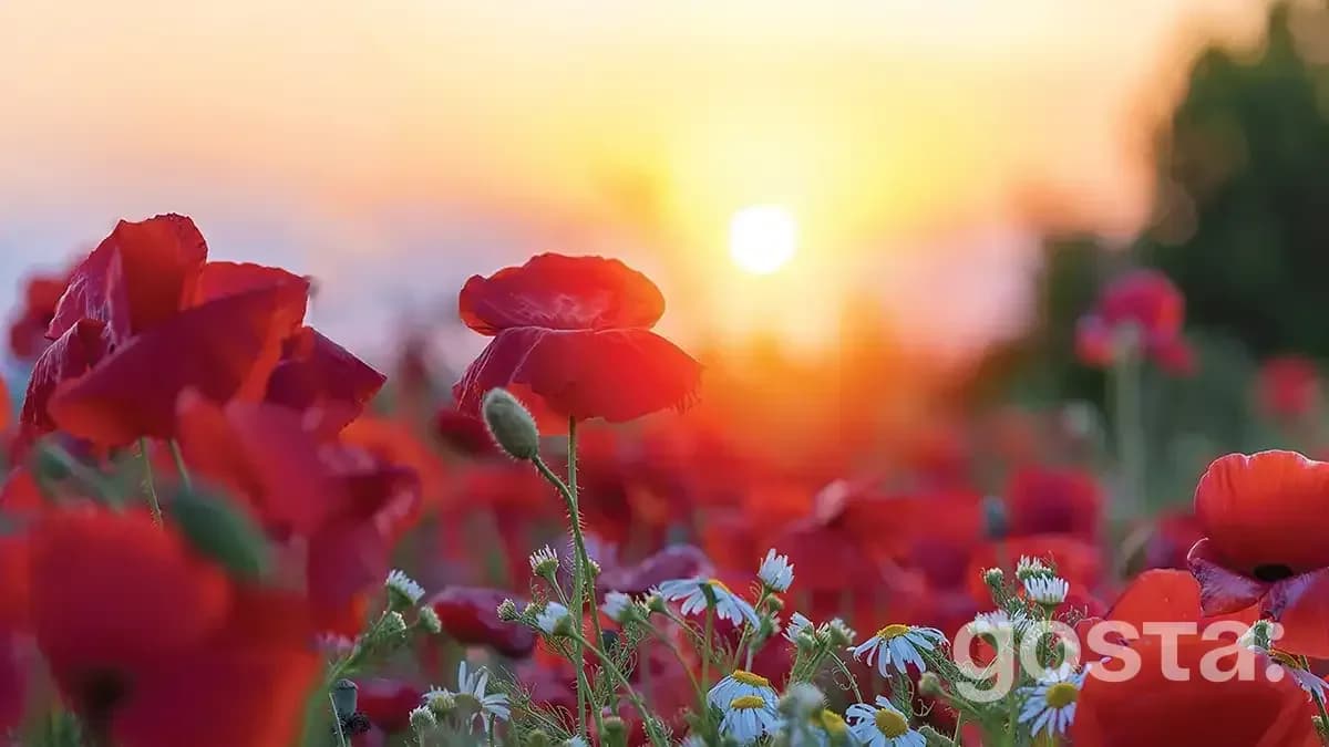 When Is the Day of Remembrance and Reconciliation Observed
