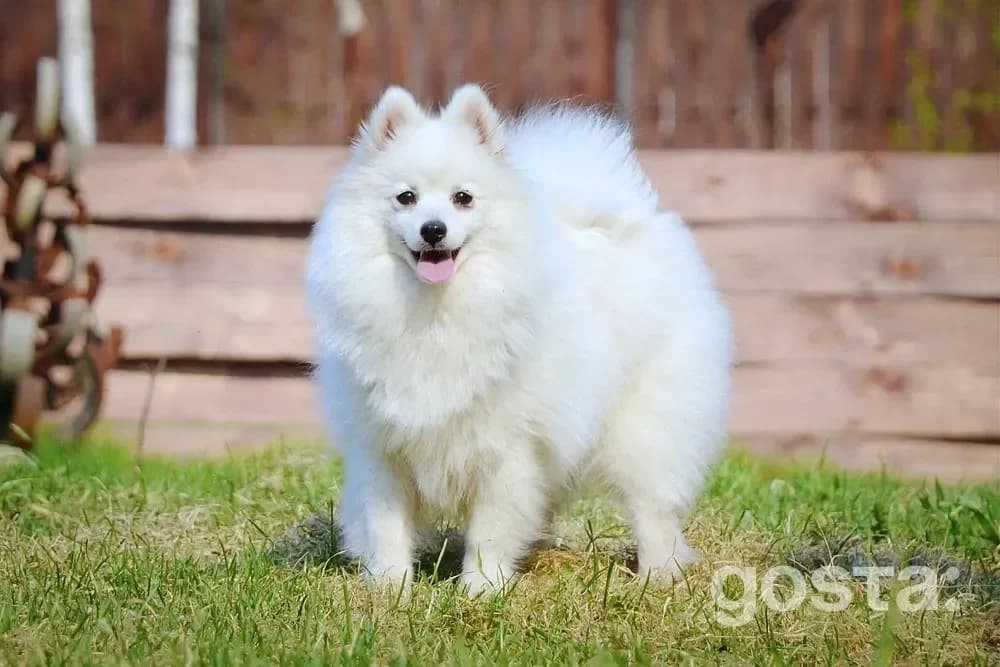 What to know before getting a Japanese Spitz