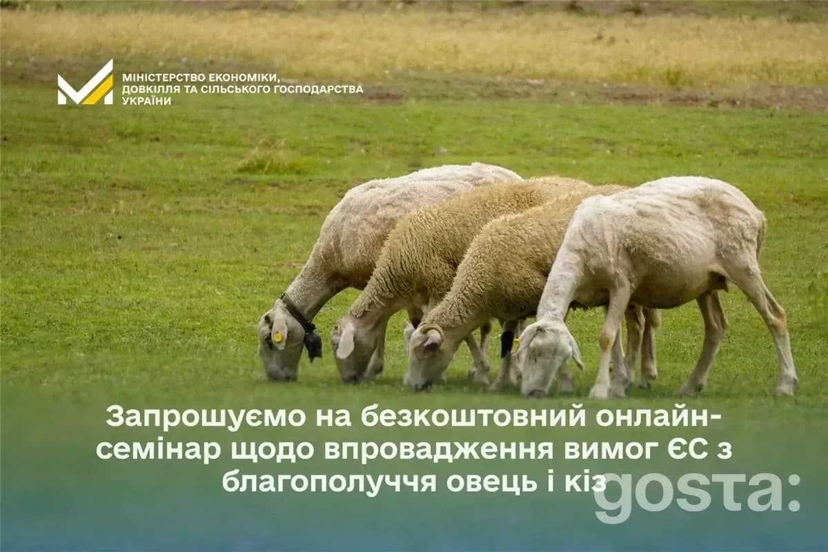 Благополуччя тварин: з 2026 року – нові вимоги ЄС для овець і кіз в Україні та безкоштовний онлайн-семінар