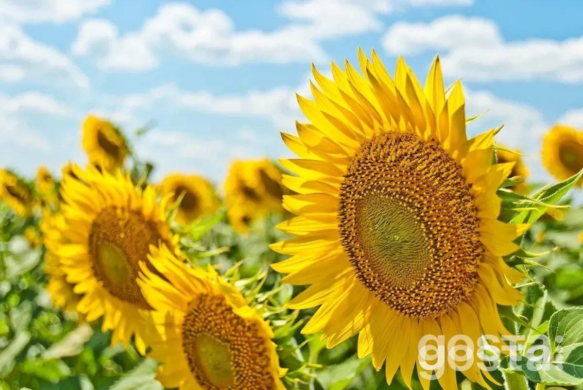 12 неймовірних фактів про Україну