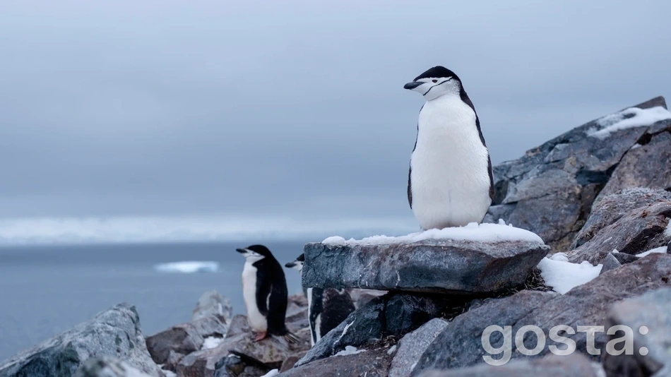 Цікаві факти про Антарктиду: що ви не знали про цю снігову пустелю: Антарктичні пінгвіни
