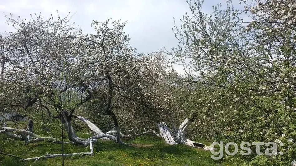 Цікаві факти про міста України, які ви ще не чули: Королевець (Сумська обл.)