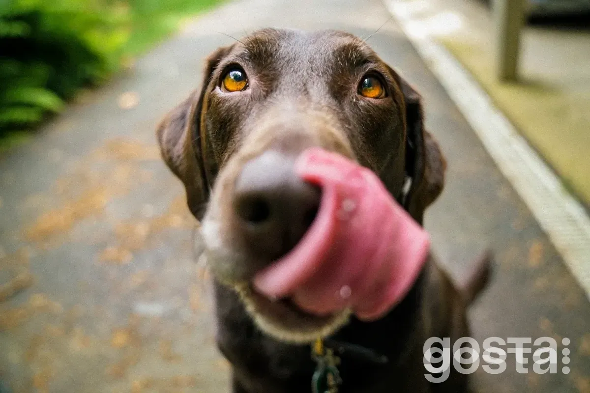 Цікаві факти про собак, які вас точно здивують!