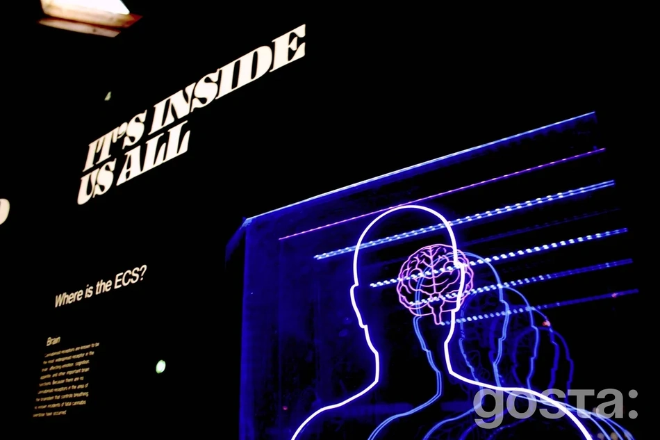 Інтроверт чи екстраверт: як зрозуміти хто ви?