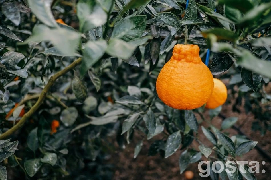 Бергамот – особливості зовнішнього вигляду та смаку