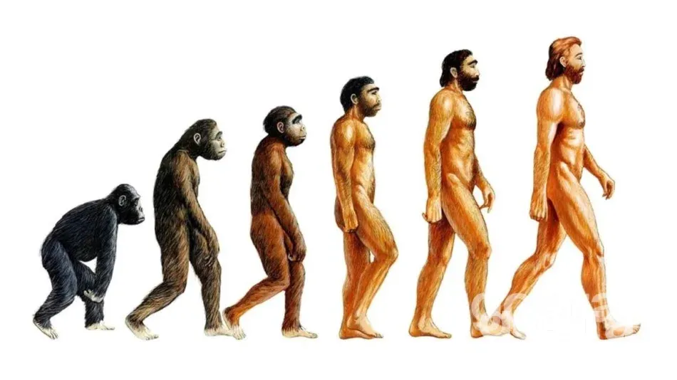 Дарвінівська теорія еволюції — про що вона?