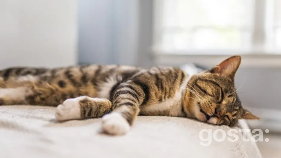 Ознаки того, що вашому коту потрібна зміна корму