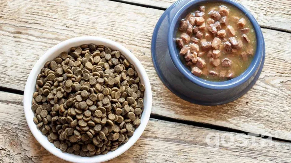 Як правильно годувати собаку: поради щодо вибору корму
