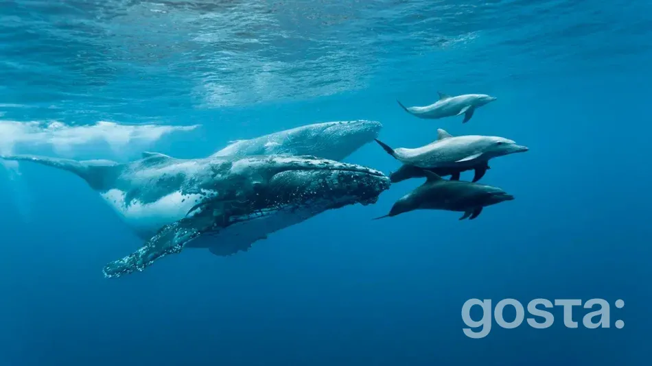 Яке сьогодні свято 23 липня 2024 року в світі – день китів і дельфінів