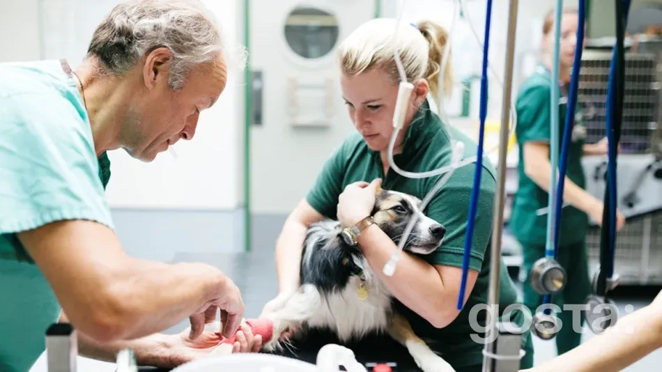 Яке сьогодні свято 11 серпня 2024 року в Україні