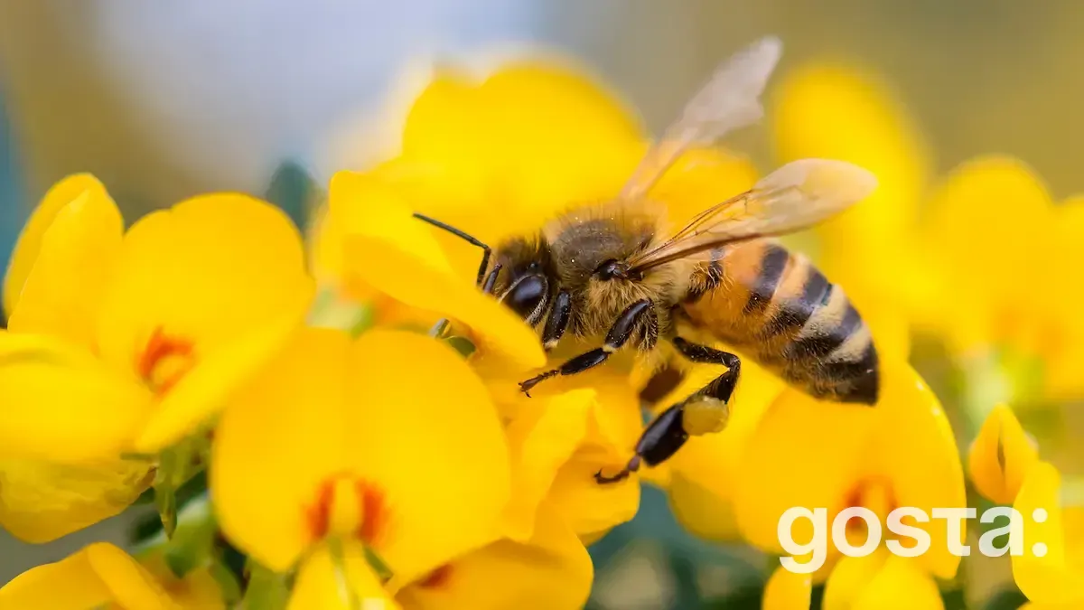 Яке сьогодні свято 17 серпня 2024 року