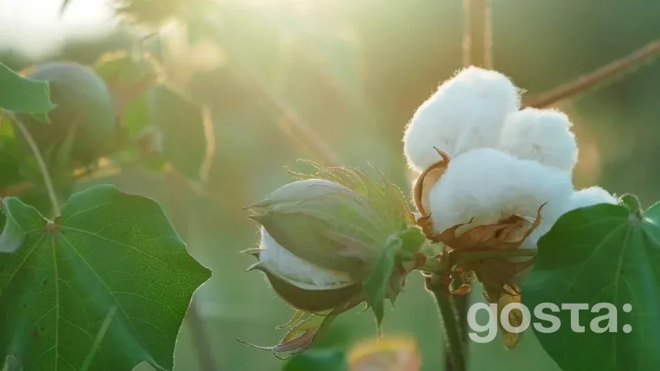 Яке свято 7 жовтня 2024 року