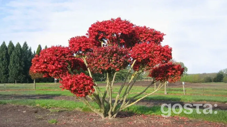 Бересклет: як додати яскраві фарби в осінній сад