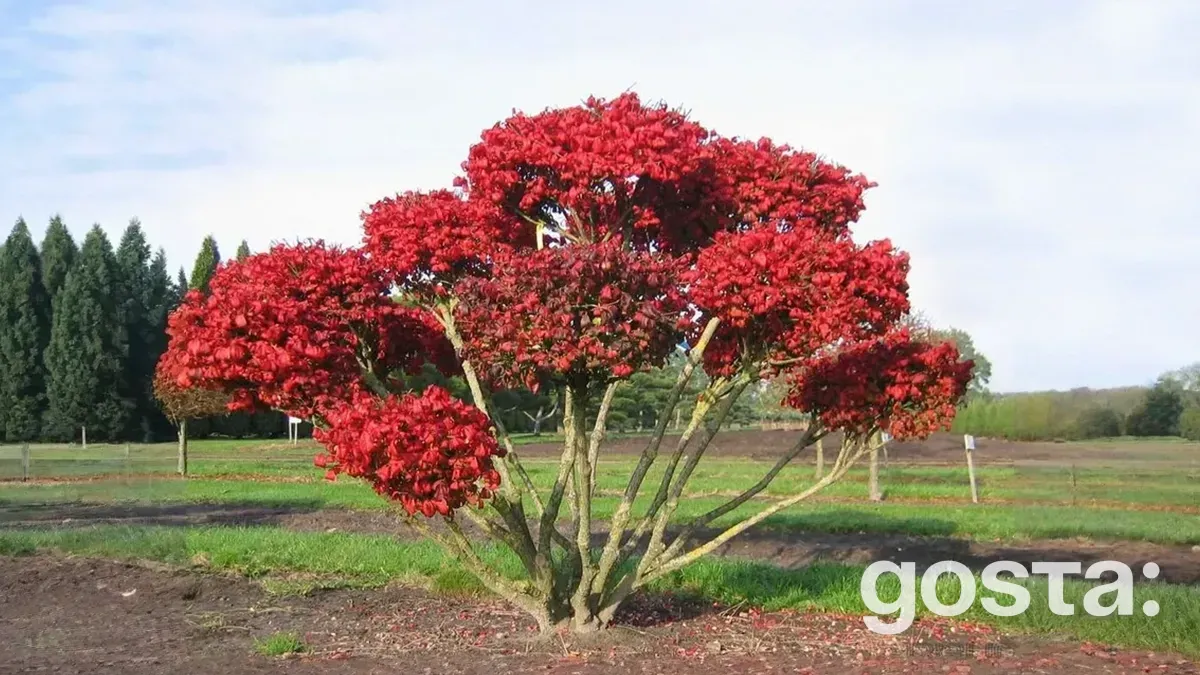 Бересклет: як додати яскраві фарби в осінній сад