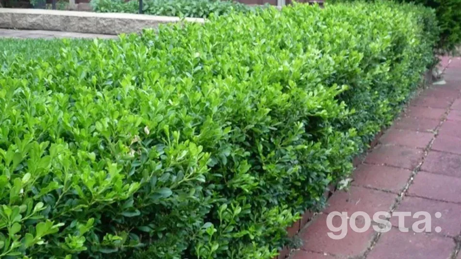 Бересклет: ідеальний вибір для осіннього саду