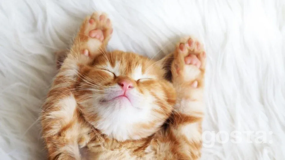 Здоровий сон: Що буде. якщо погано спати?