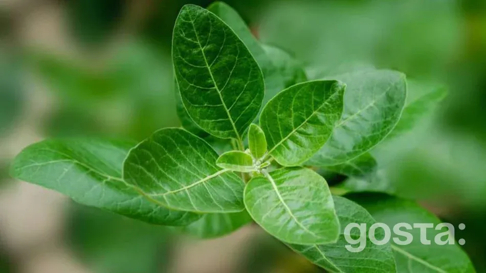 Ашвагандха: користь, особливості та застосування натуральної добавки