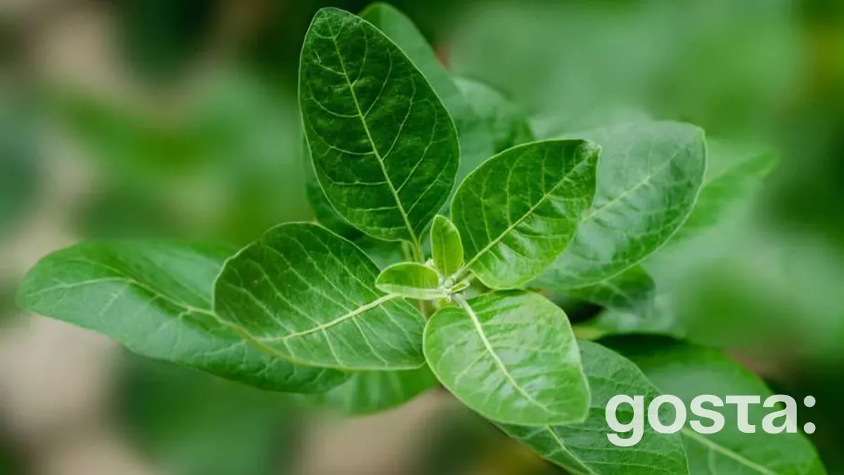 Ашвагандха: користь, особливості та застосування натуральної добавки