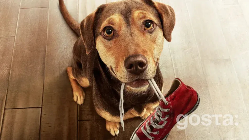 A Dog's Way Home – Adventure film about a loyal four-legged friend