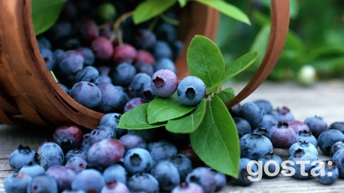 Коли садити лохину – восени чи навесні?