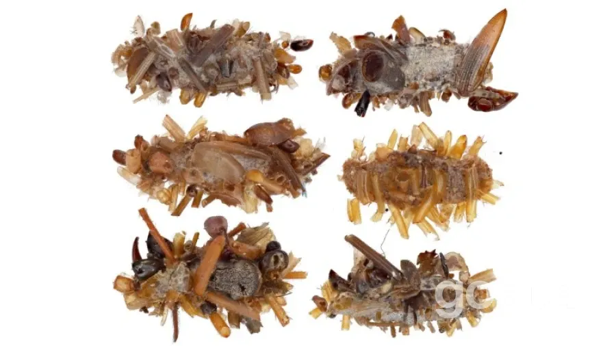 Загадковий метелик: як гусінь на Гаваях стає "колекціонером кісток"