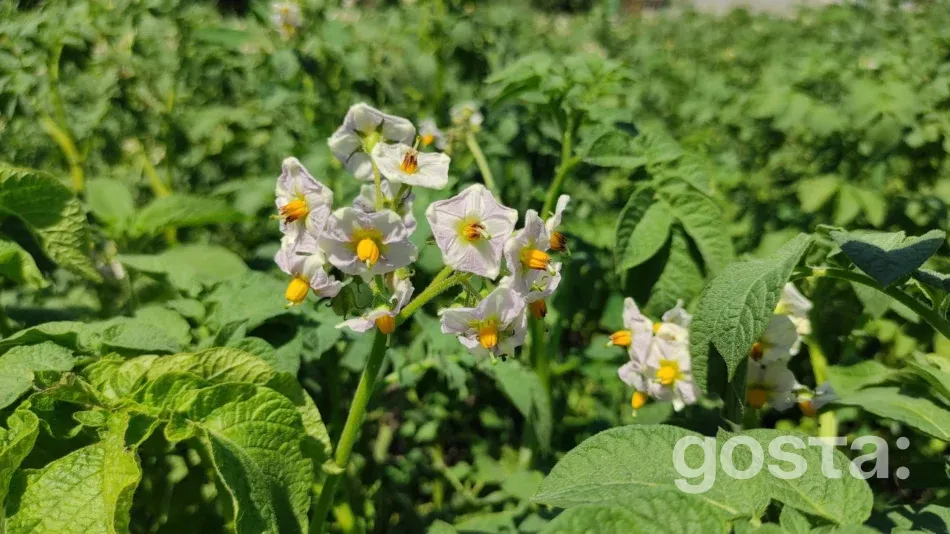 Lunar planting calendar for July