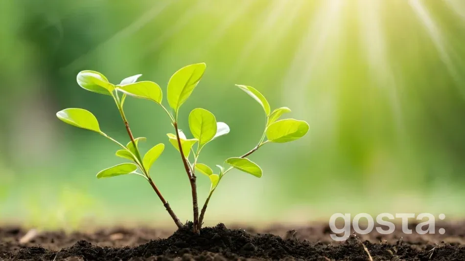 Moon Calendar Gardening for June 2025