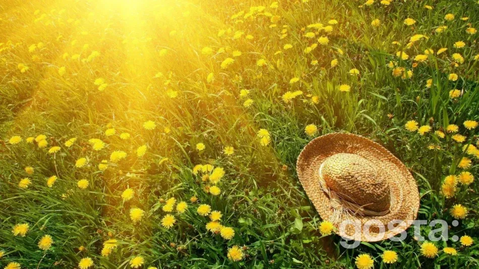 Moon Calendar Gardening in June: Plant Care Tips