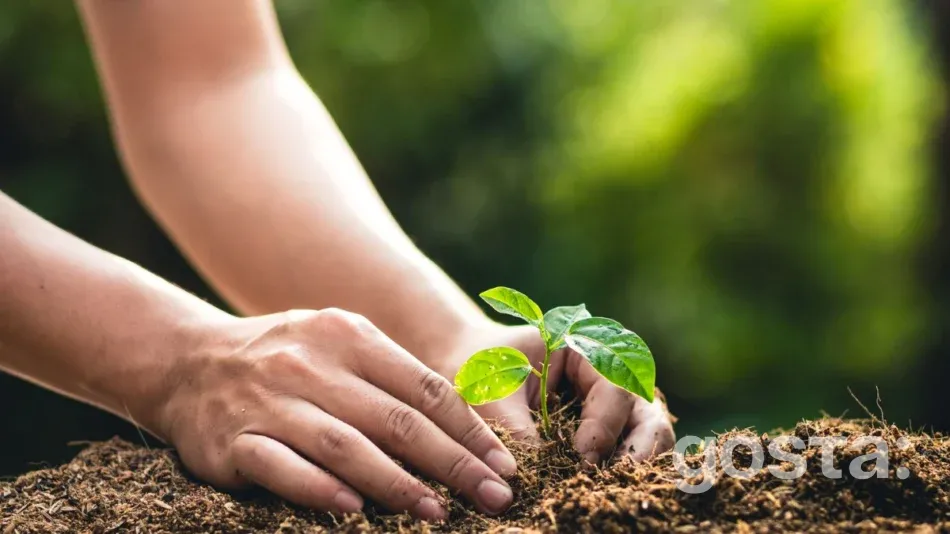 Moon Planting Calendar For May 2025: Best Days To Plant