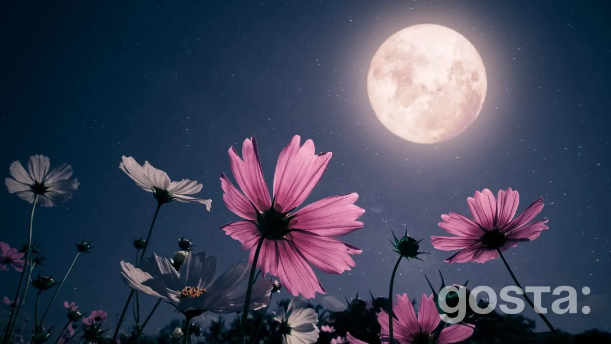 Full Moon 2025. What Is a Full Moon?