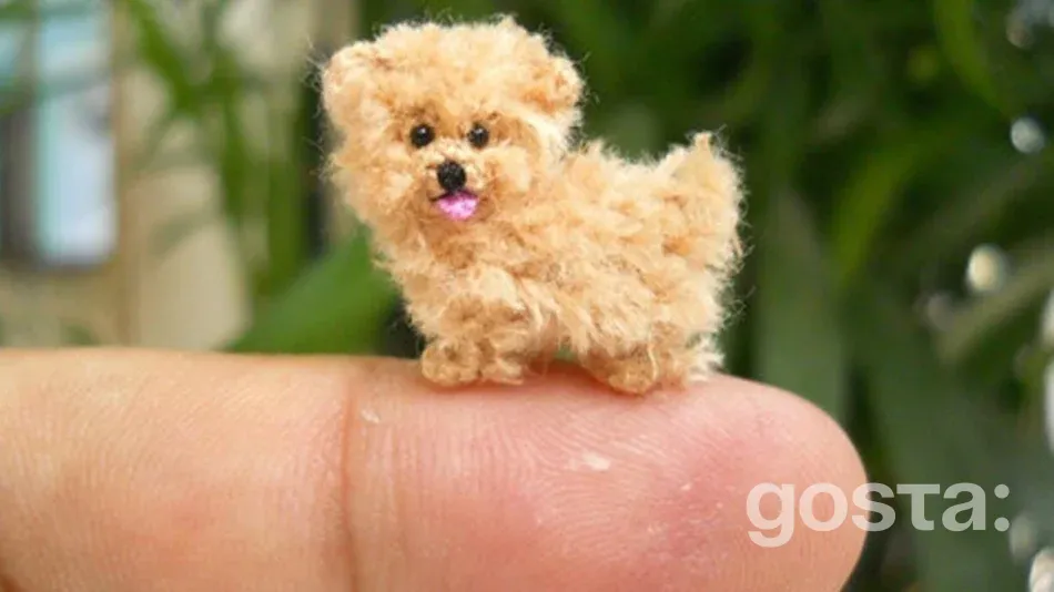 10 найкращих маленьких собачок для міста