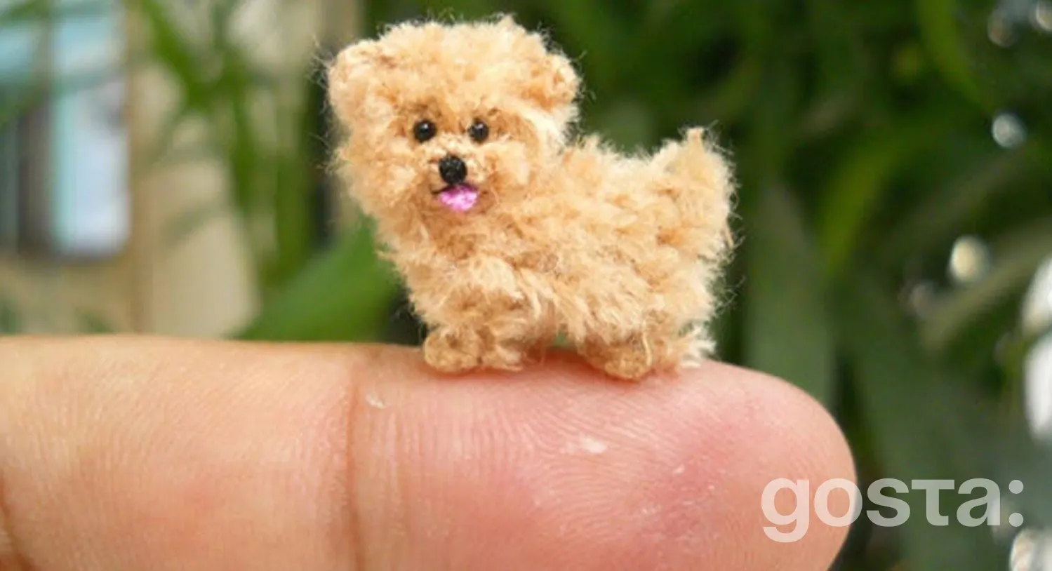 10 найкращих маленьких собачок для міста