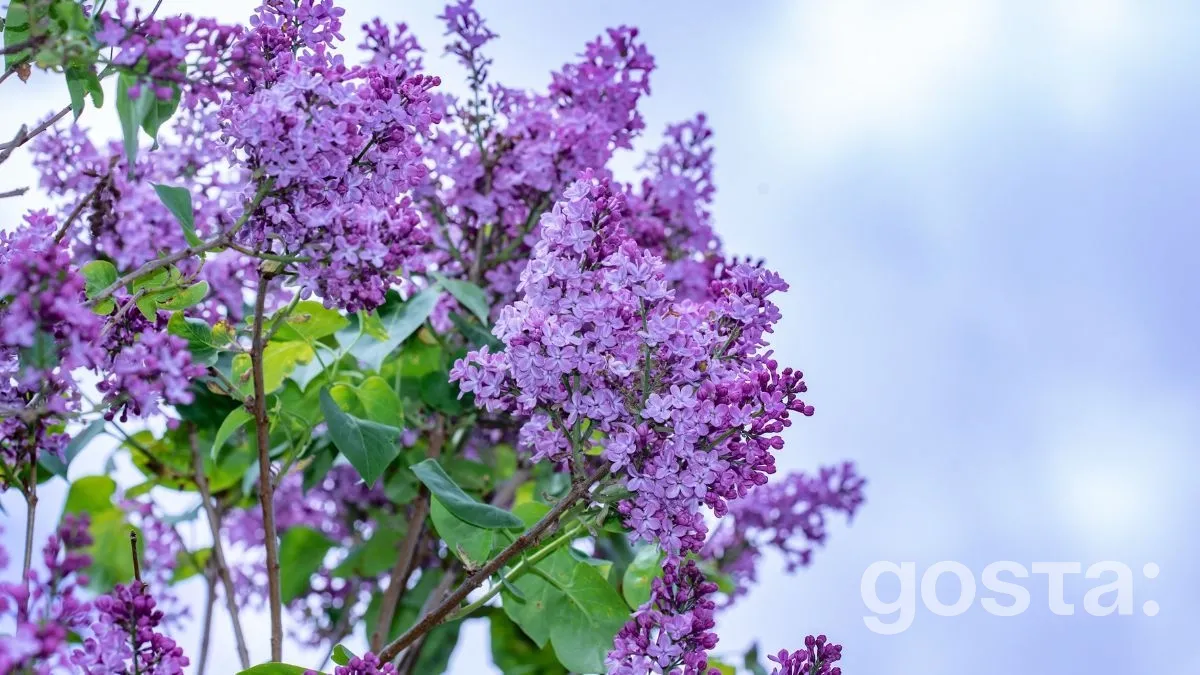 Свята у травні 2025